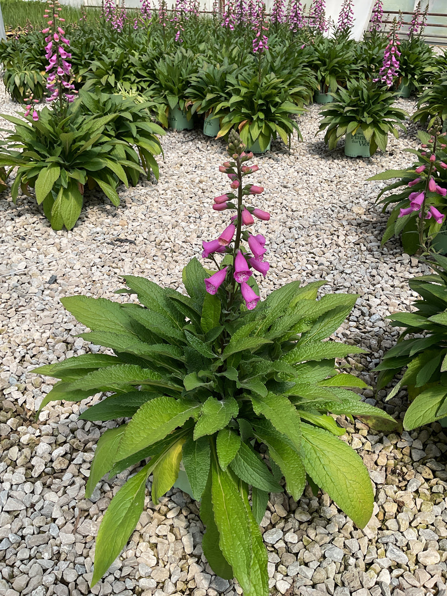Digitalis lucas 'Pink' — G1 PTW