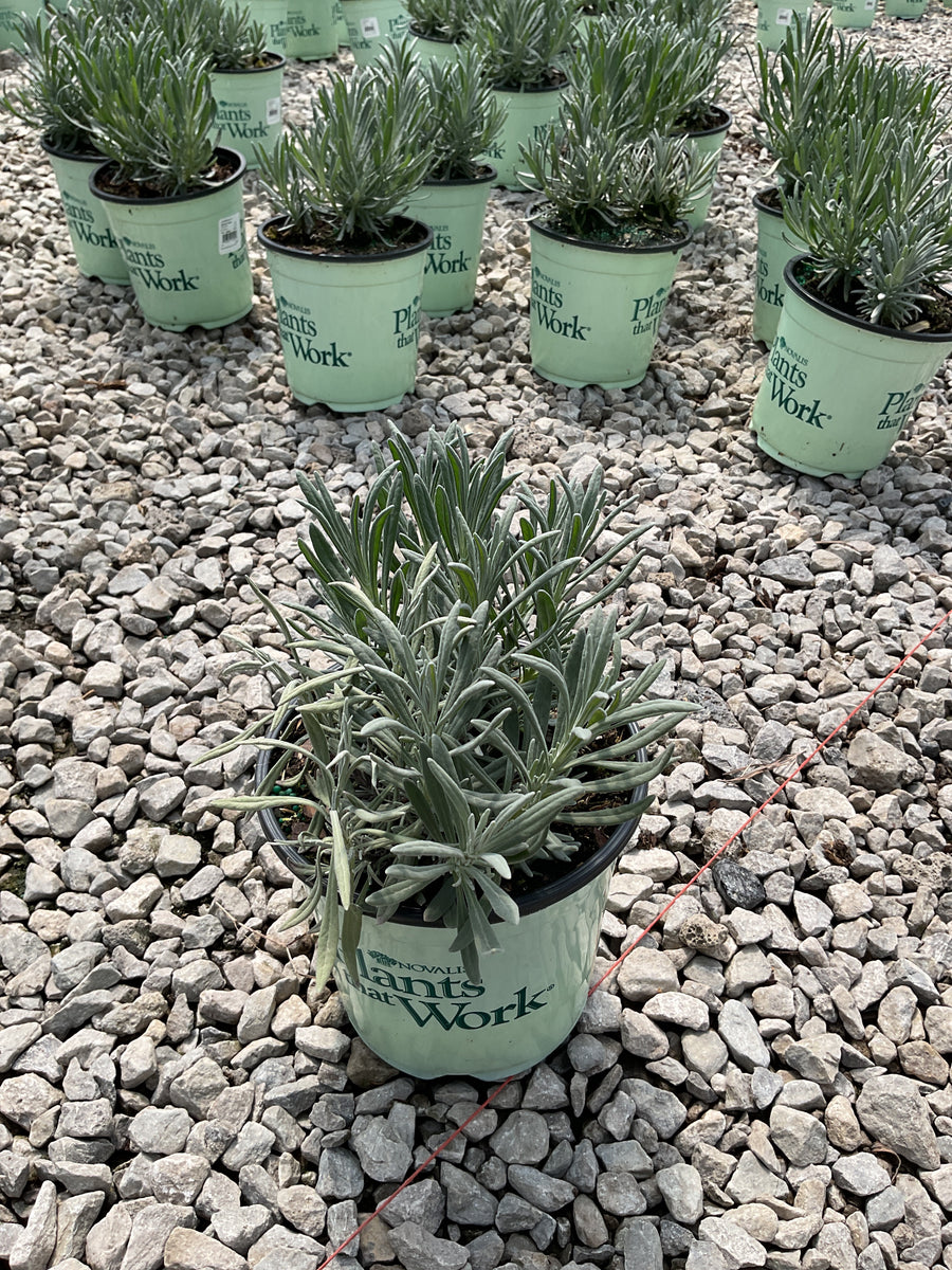 Lavandula x i. 'Sensational' — 17CM PTW