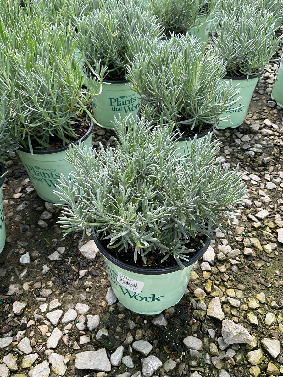 Lavandula x intermedia 'Phenomenal' — 17CM PTW
