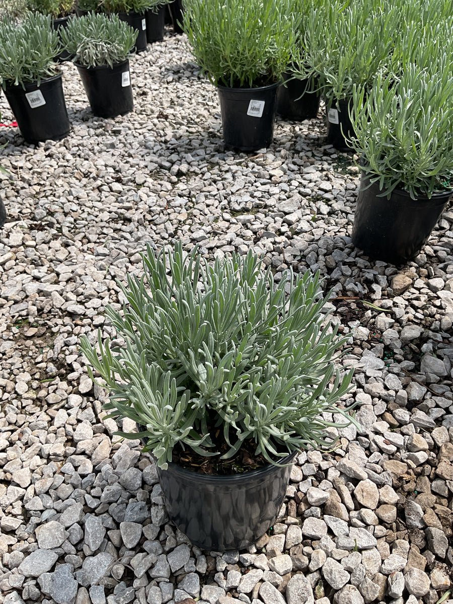 Lavandula x 'Provence' — 17CM