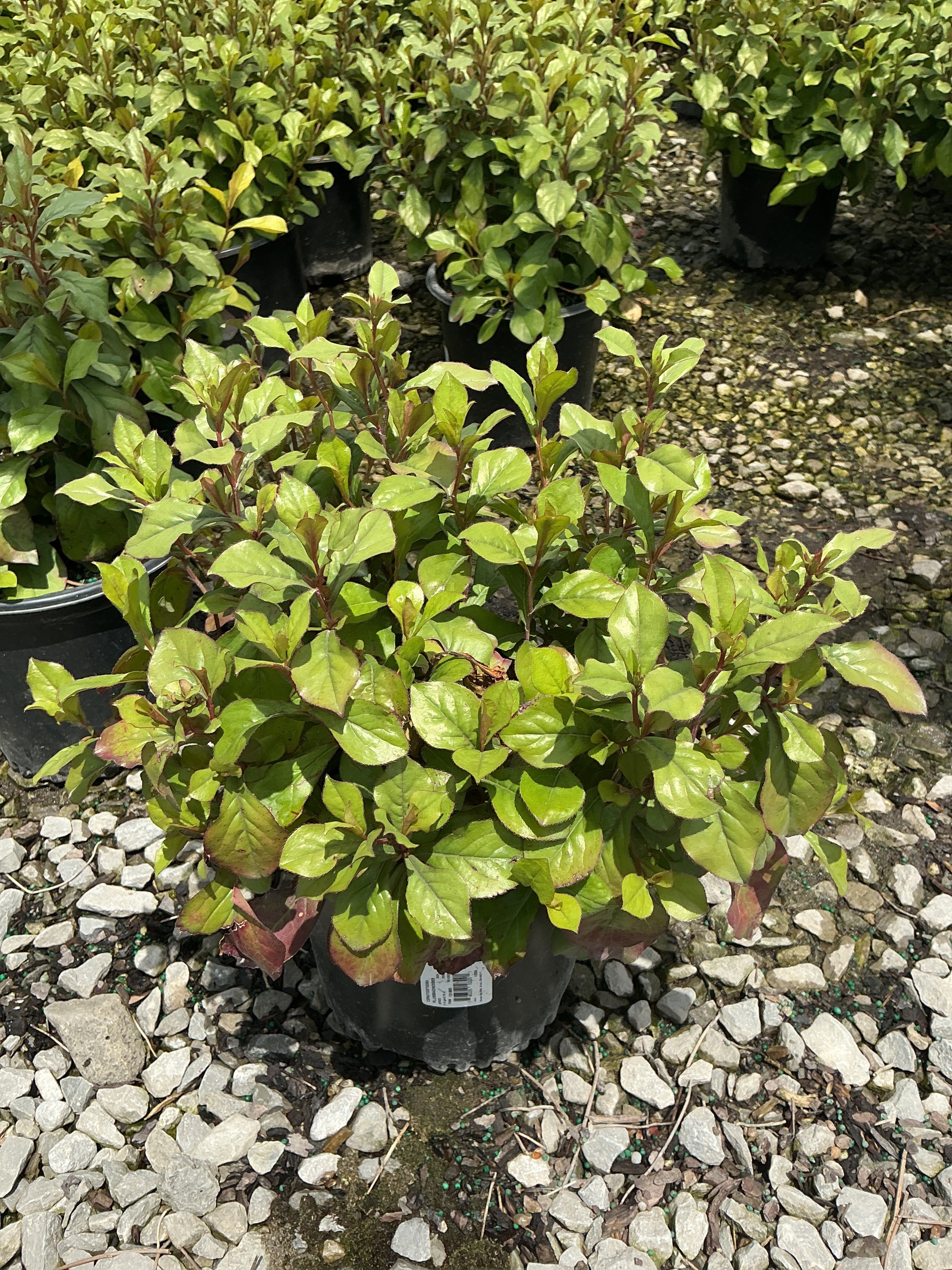 Ceratostigma plumbaginoides