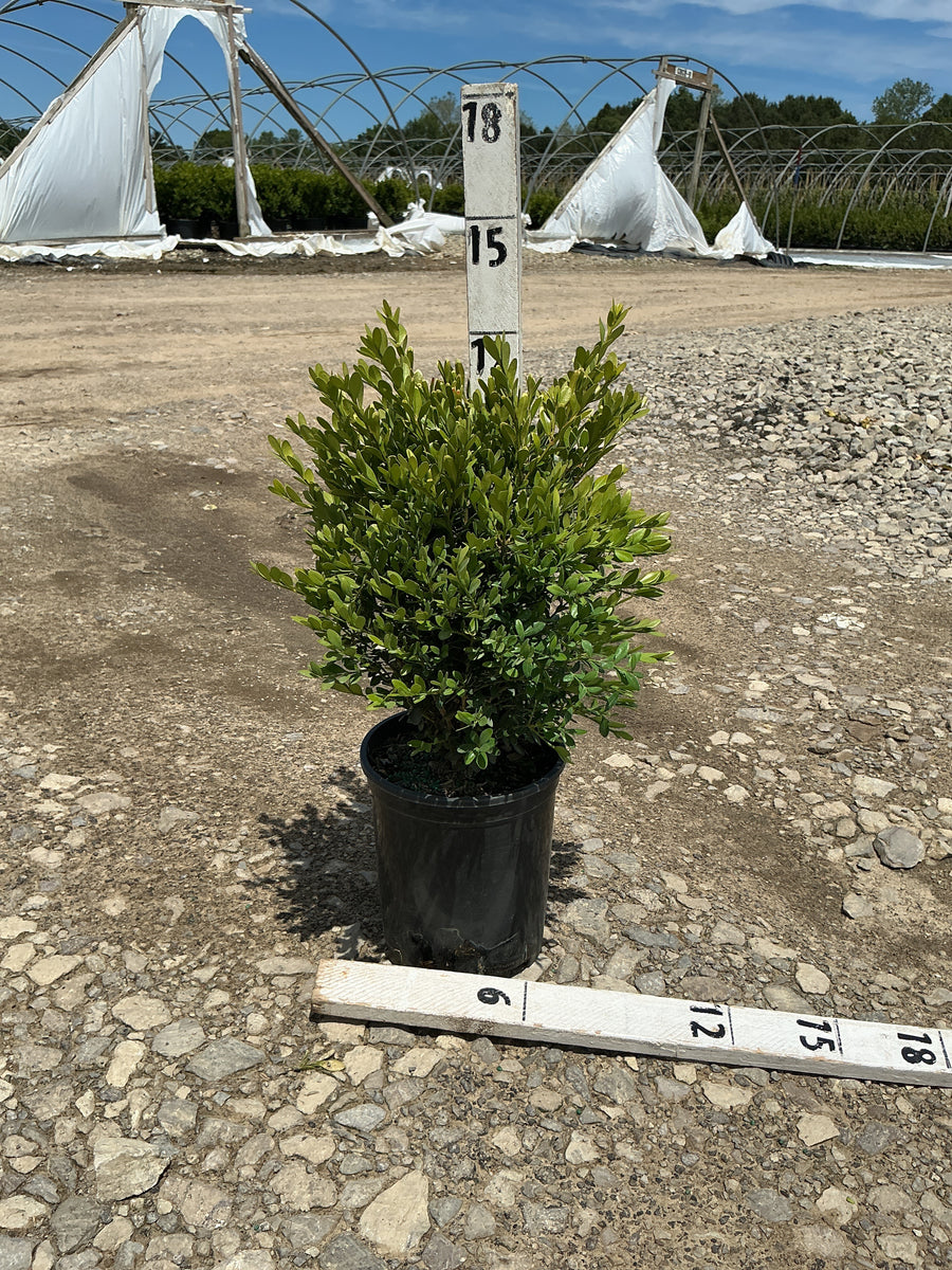 Buxus microphylla 'Green Gem' — G1 8