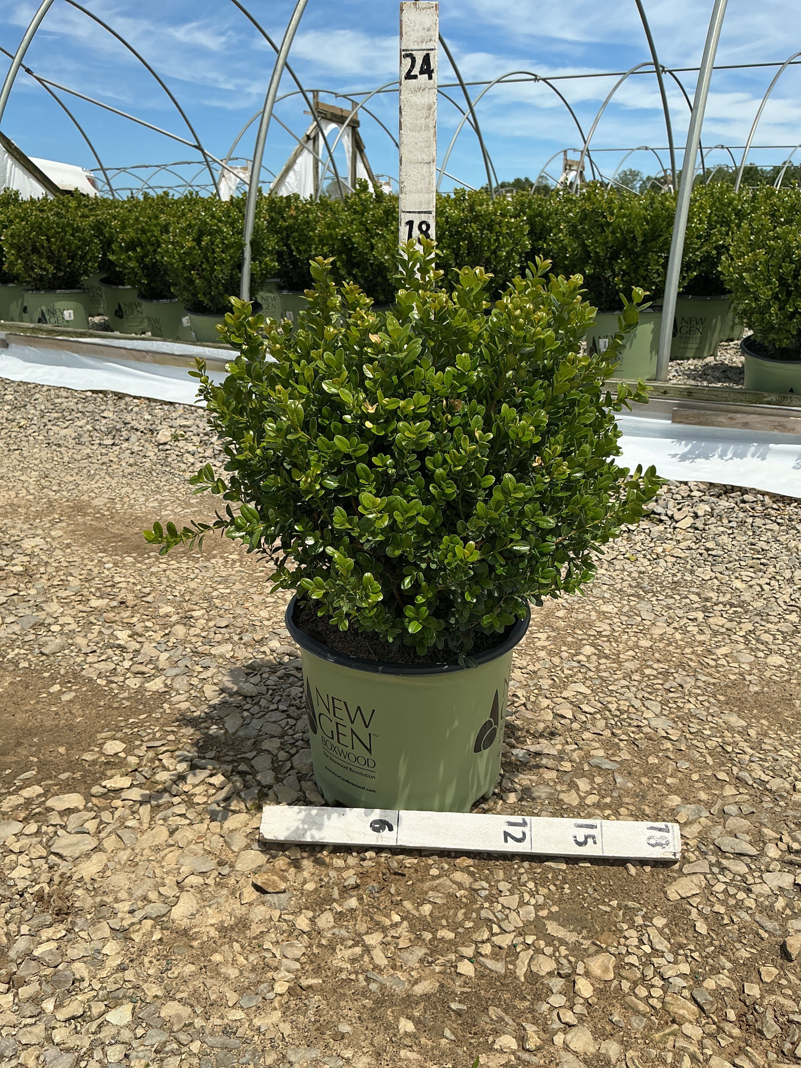Buxus newgen 'Freedom'