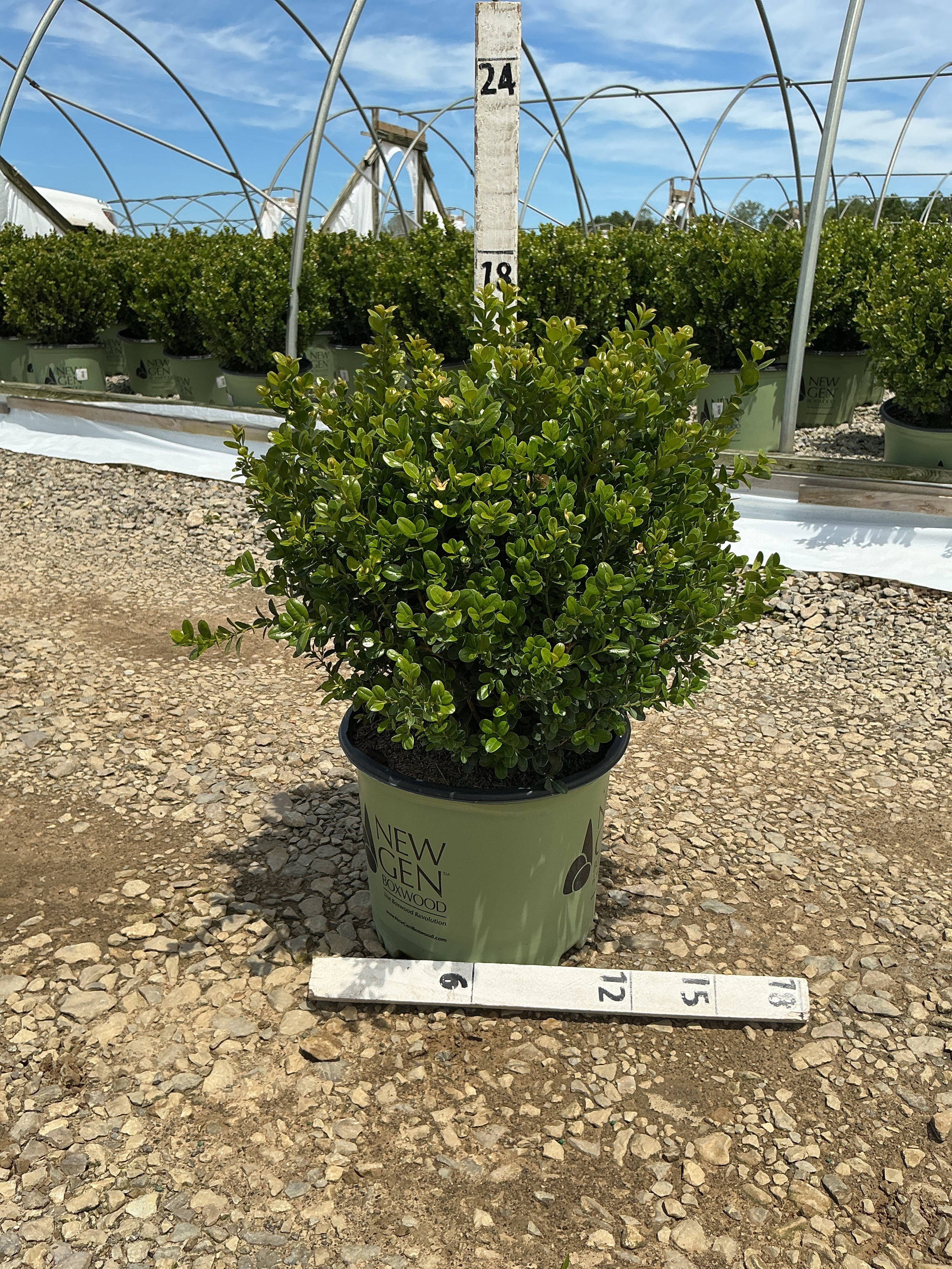 Buxus newgen 'Freedom'