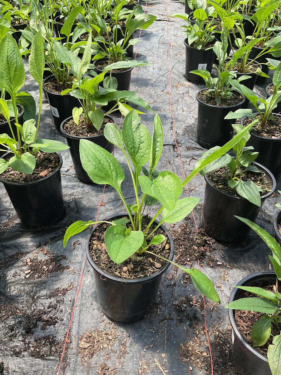 Echinacea purpurea 'Magnus' — 17CM