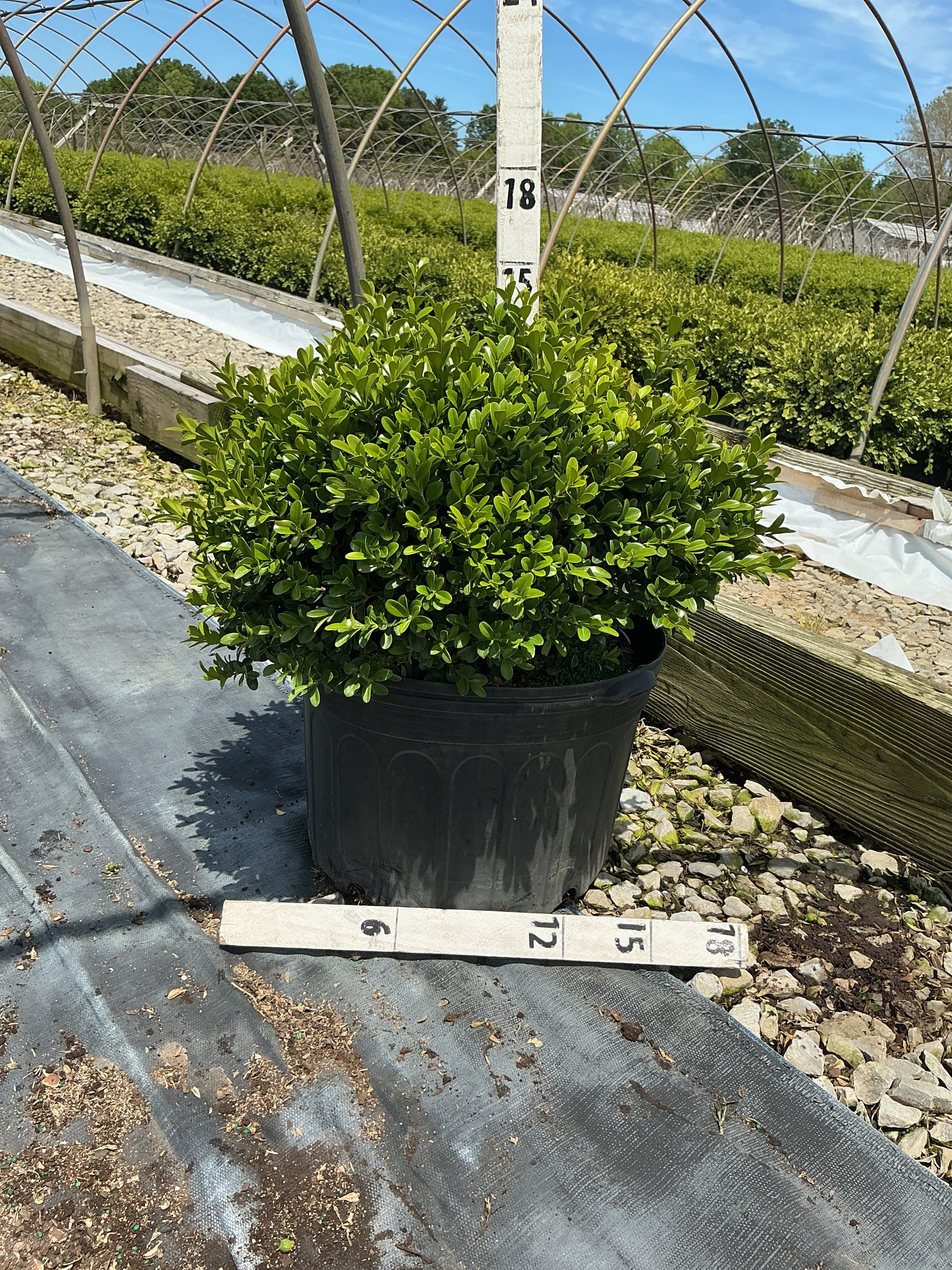 Buxus newgen 'Independence'