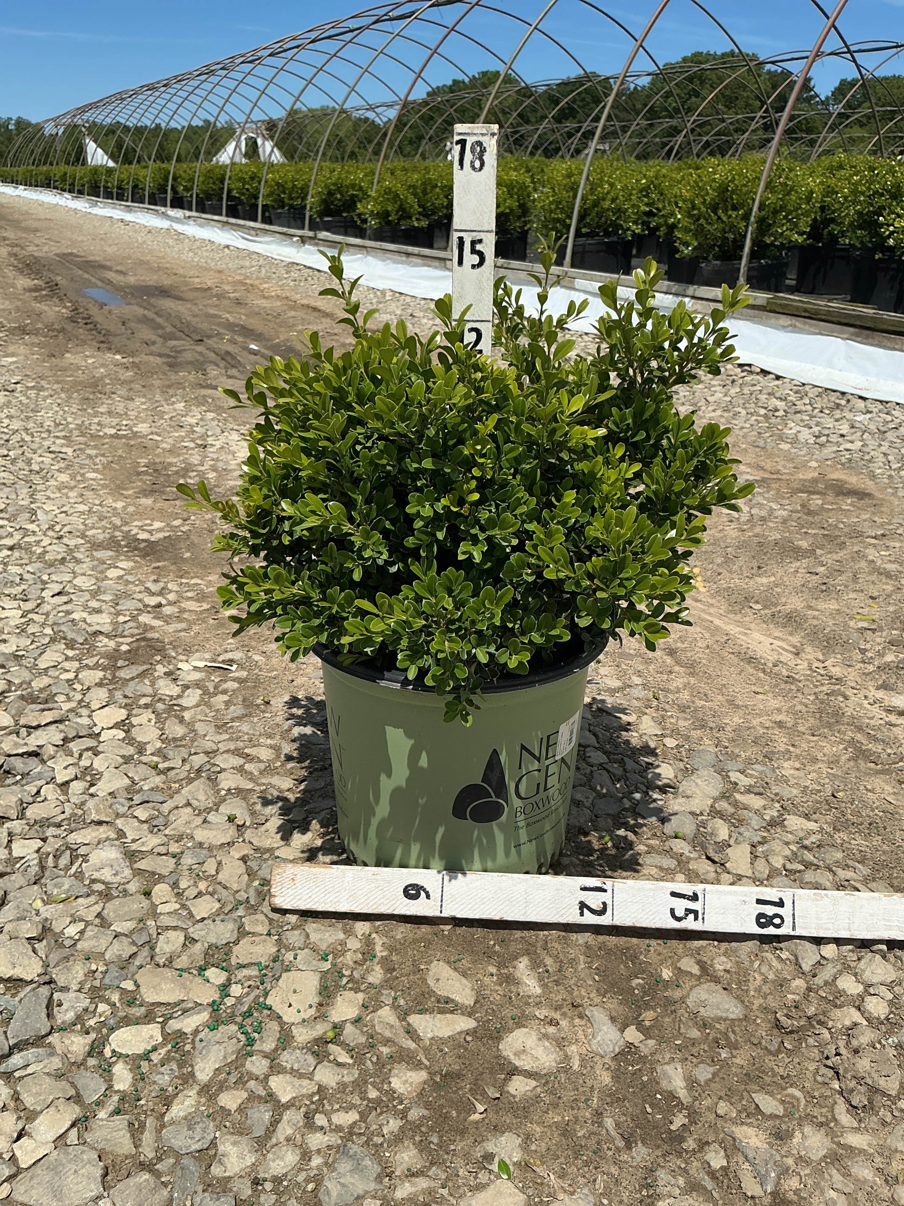 Buxus newgen 'Independence'