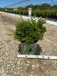 Buxus newgen 'Independence'