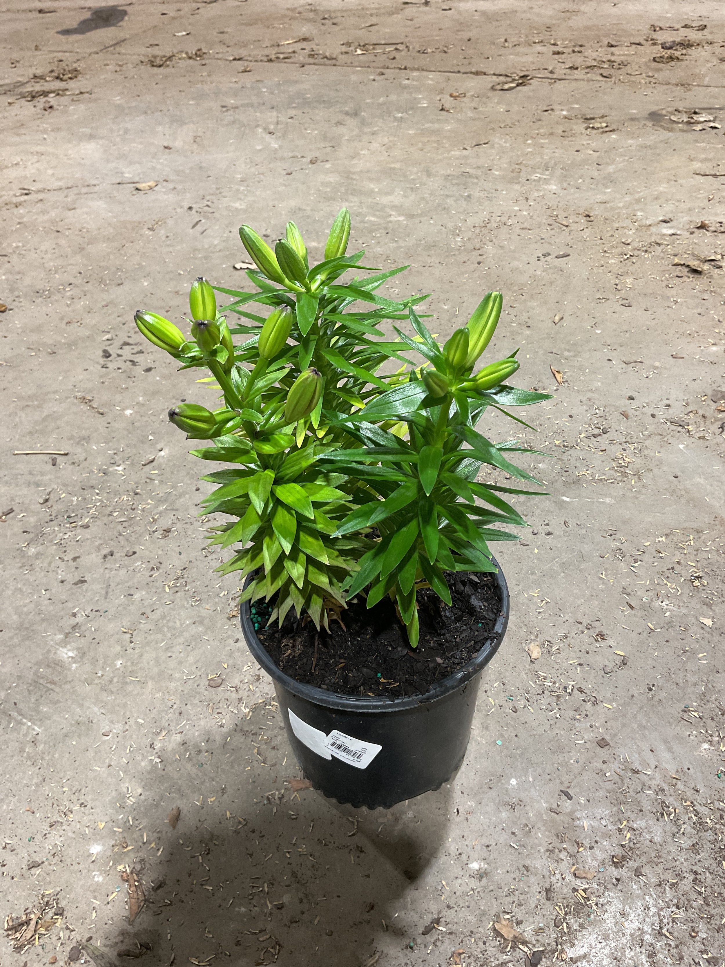 Lilium asiatic- Group C