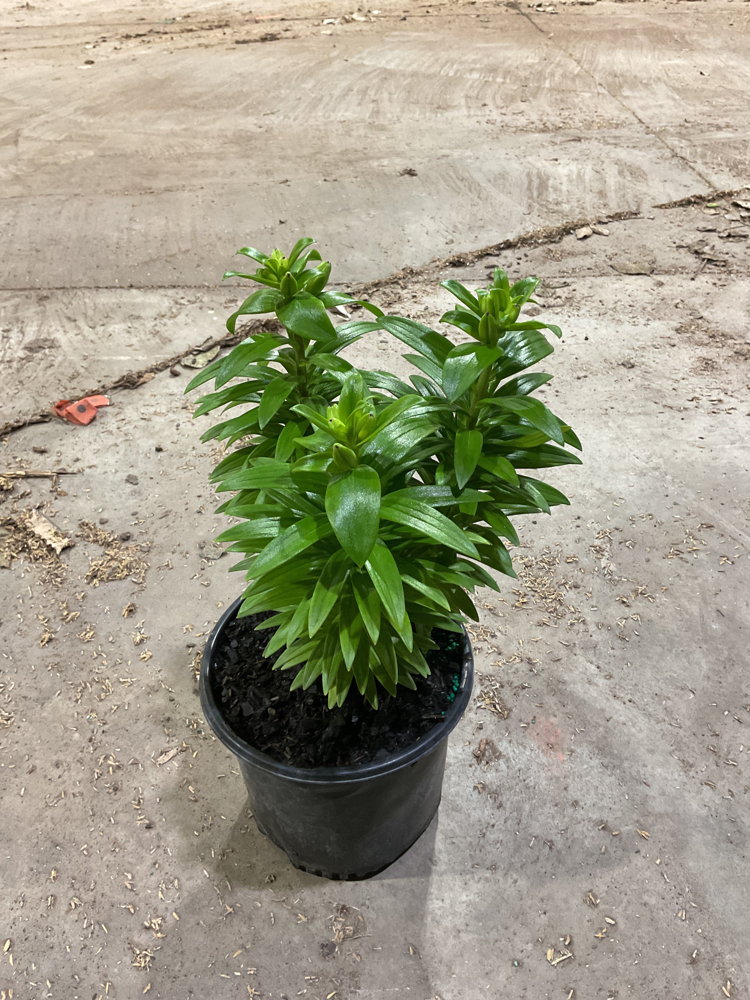Lilium 'Asiatic Tiny Pearl'