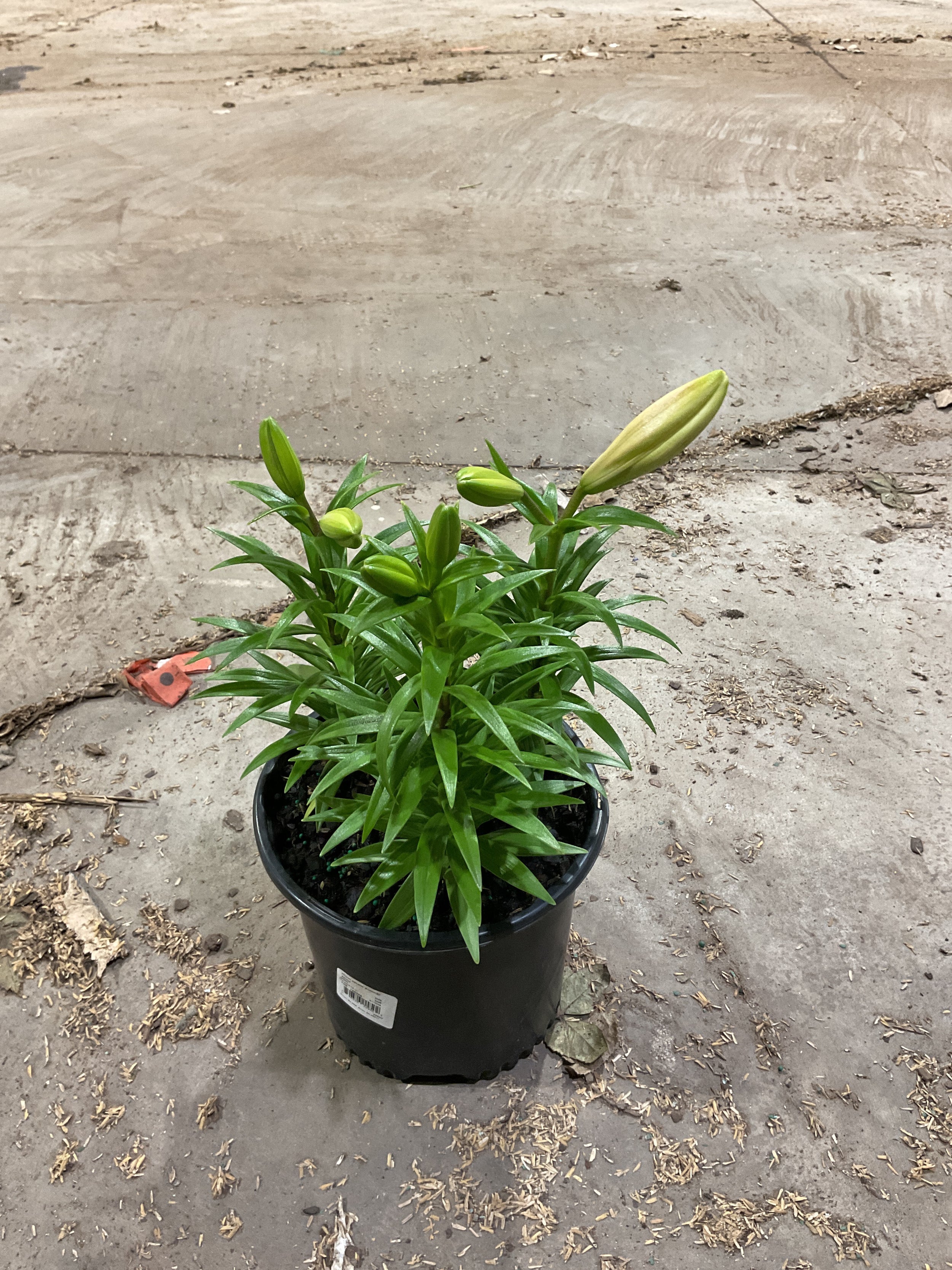 Lilium - LA Hybrid Lily 'Summer Snow’