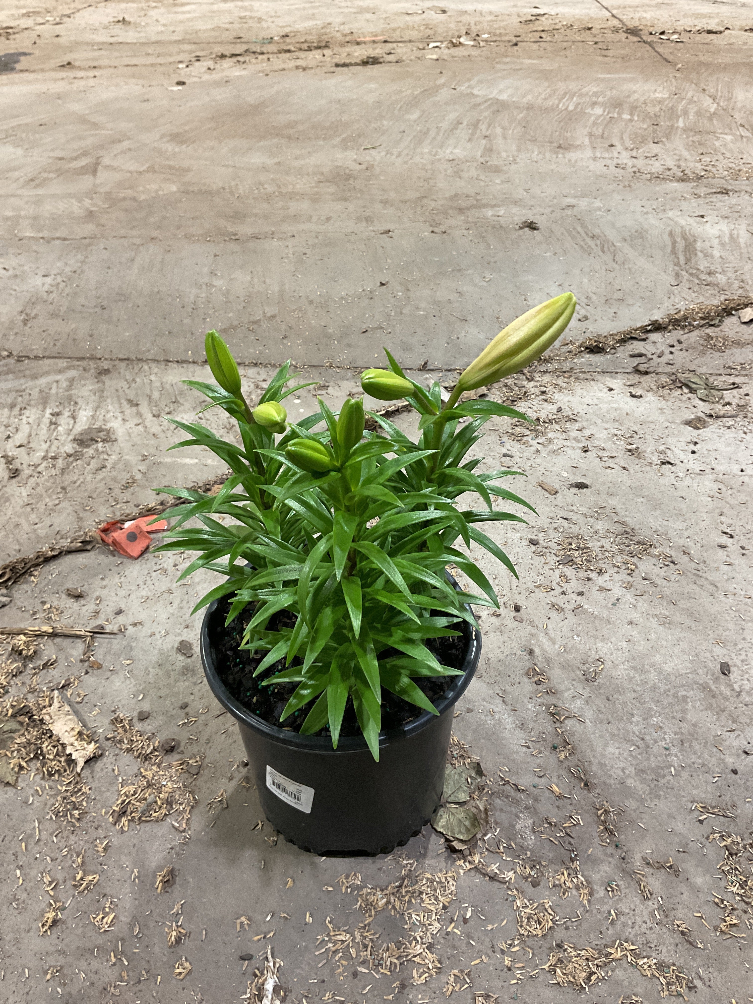 Lilium - LA Hybrid Lily 'Summer Snow’