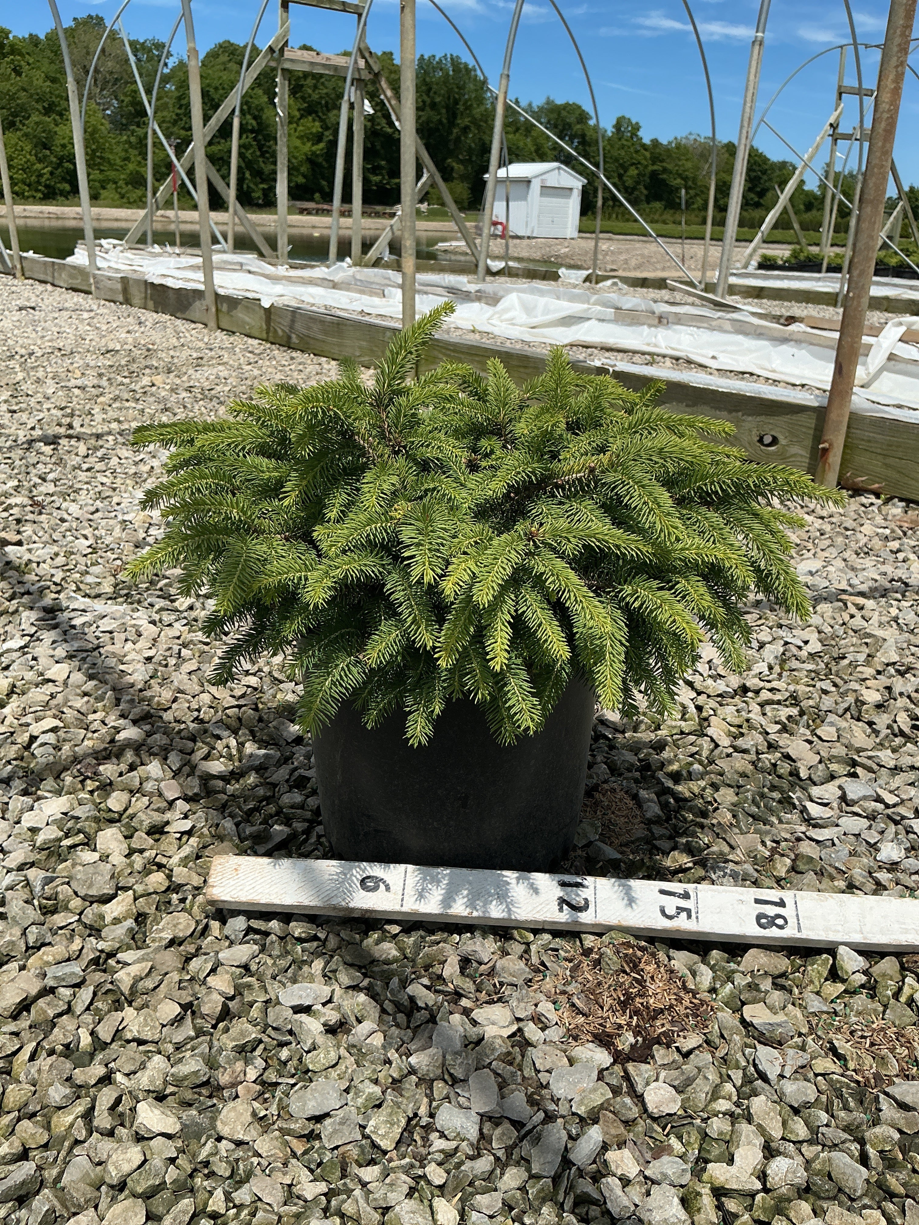 Picea abies 'Nidiformis'