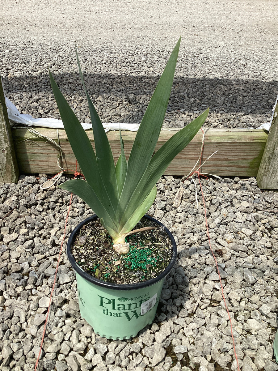 Iris germanica 'Paprika Fono' — 19CM PTW