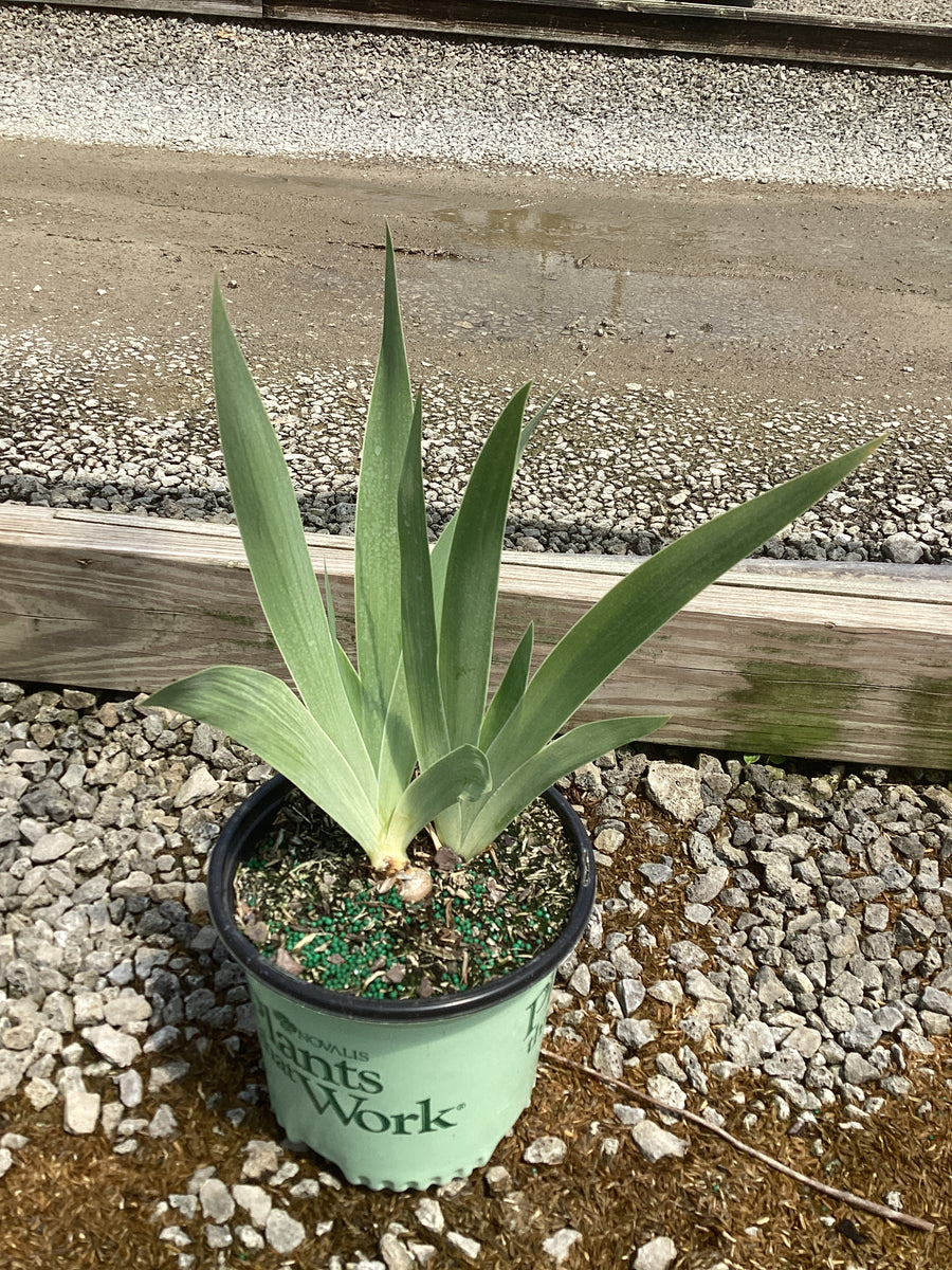 Iris germanica 'Renown' — 19CM PTW