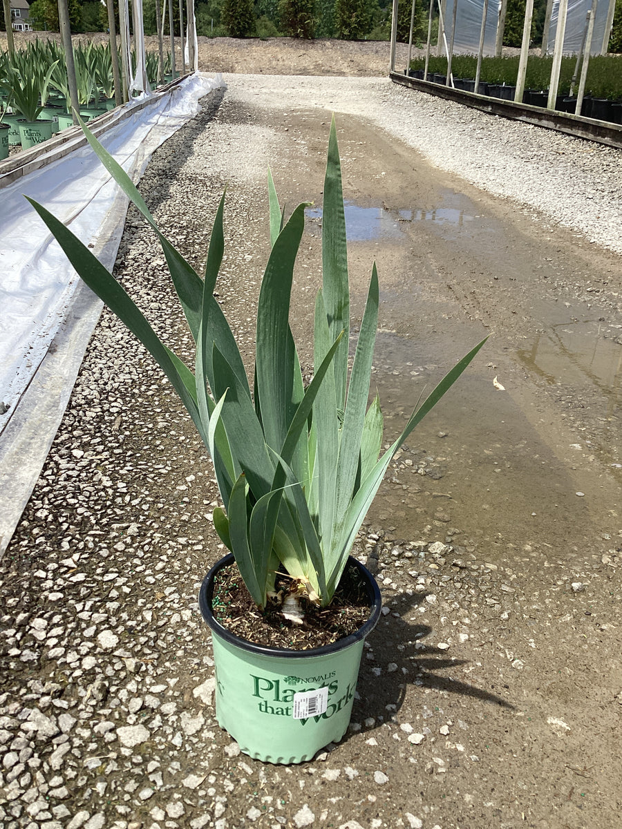 Iris germanica 'My Friend Jonathan' — 19CM PTW