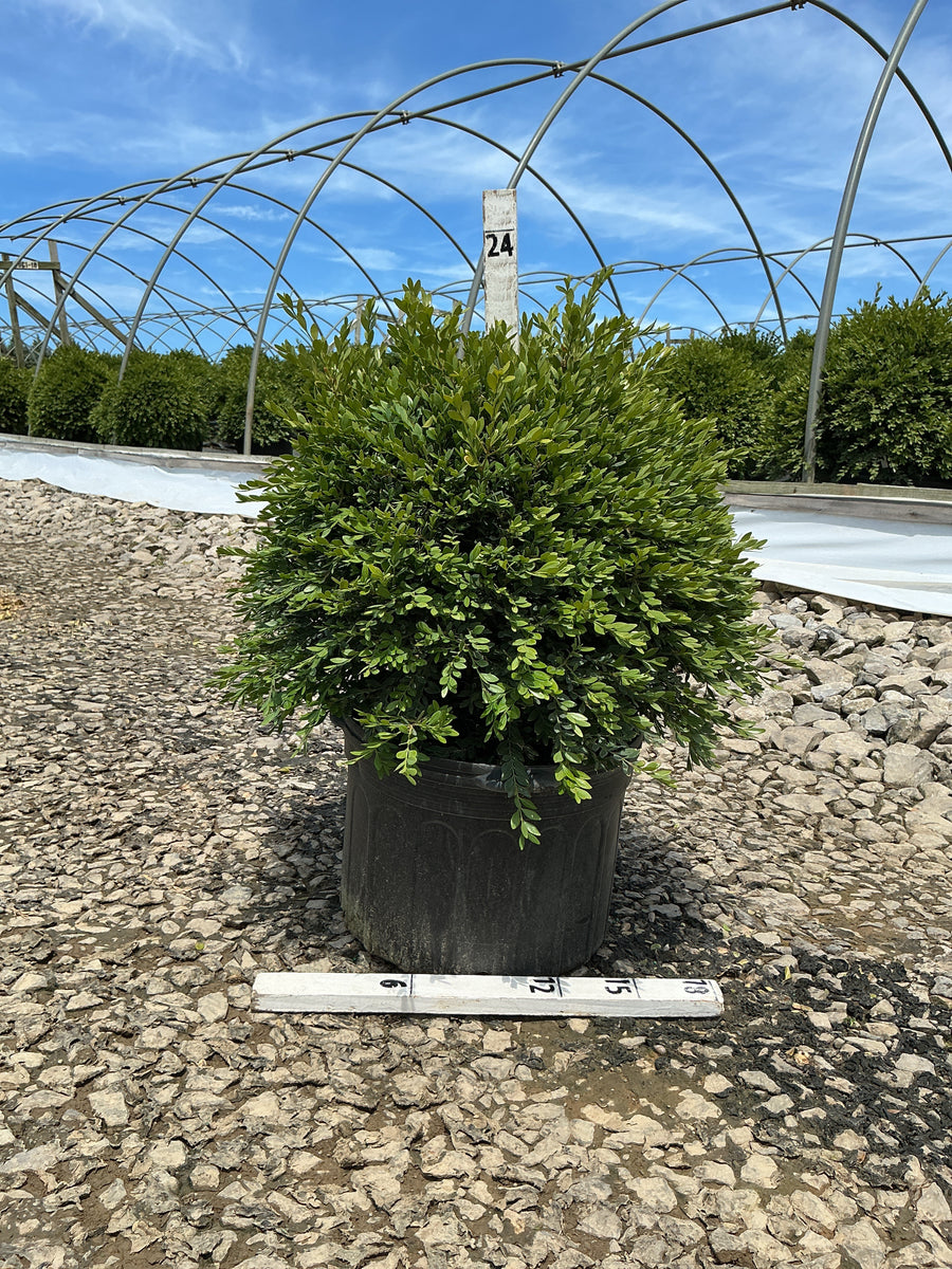 Buxus microphylla 'Green Gem' — G5 18