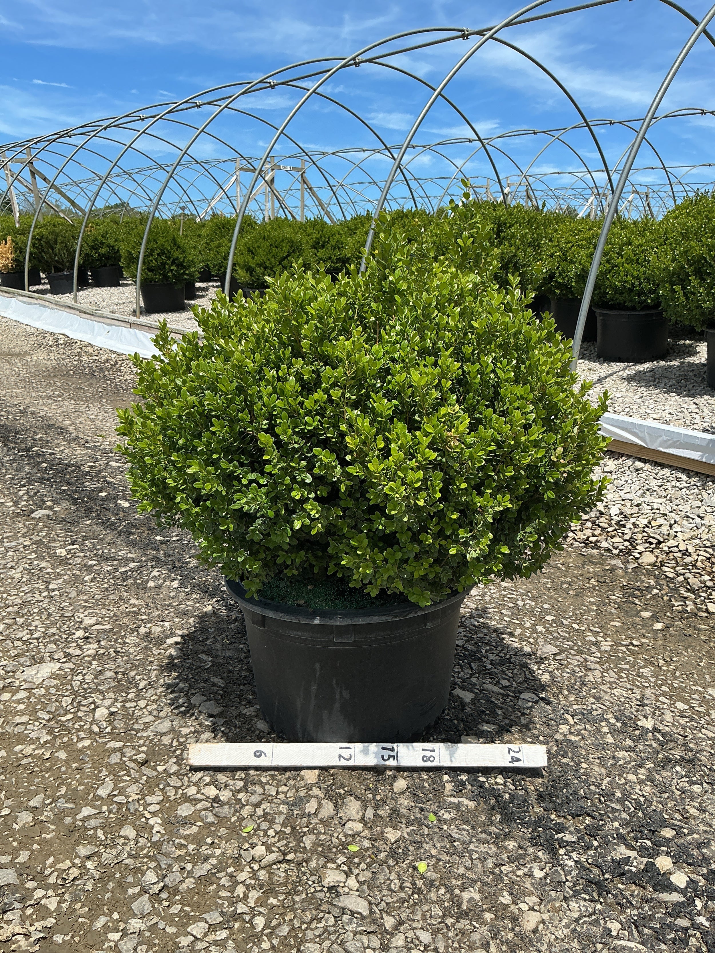 Buxus newgen 'Freedom'
