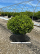 Buxus newgen 'Freedom'