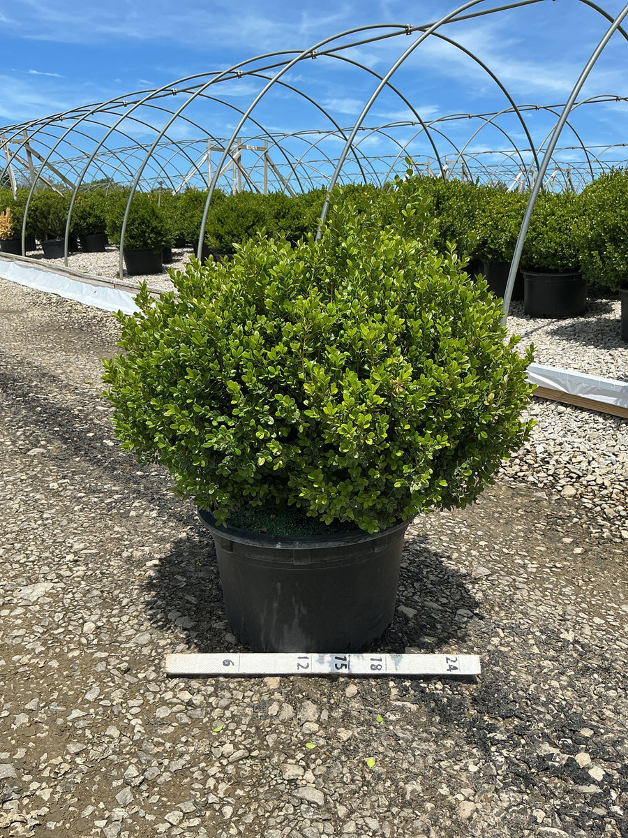 Buxus newgen 'Freedom'