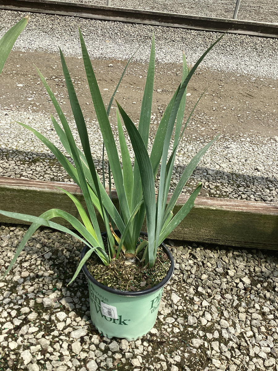 Iris germanica 'Concertina' — 19CM PTW