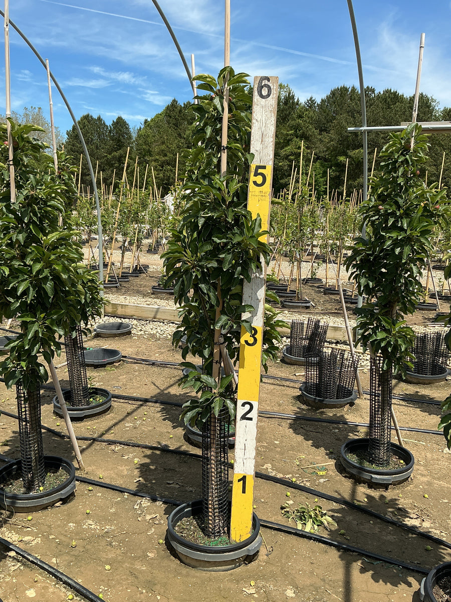 Malus Fruit Snacks Blushing Delight Malus 'A68-173' — G7 60