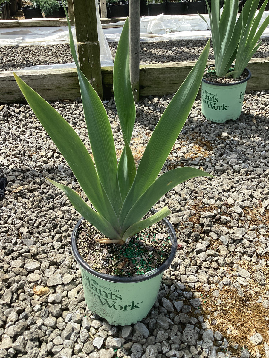Iris germanica 'His Royal Highness' — 19CM PTW