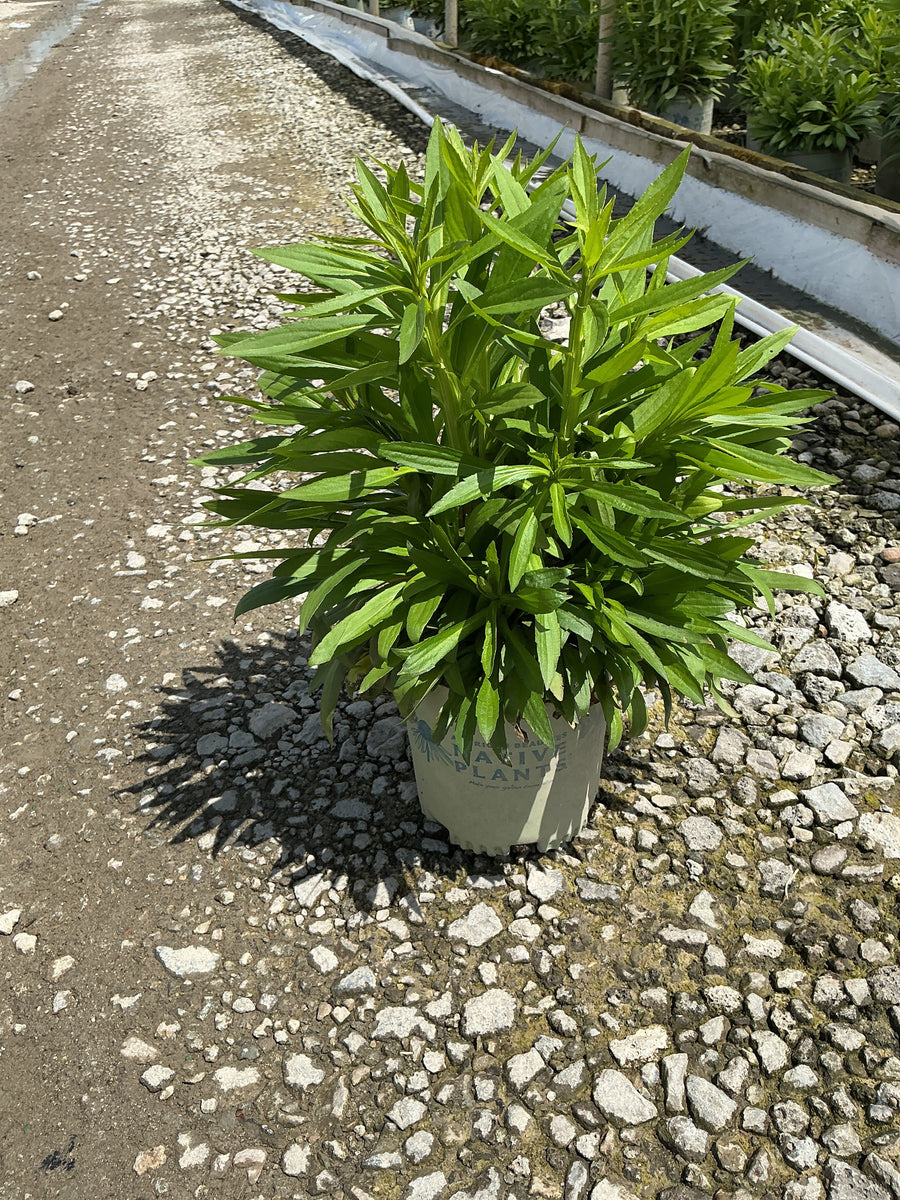 Helenium autumnale — G1 AB