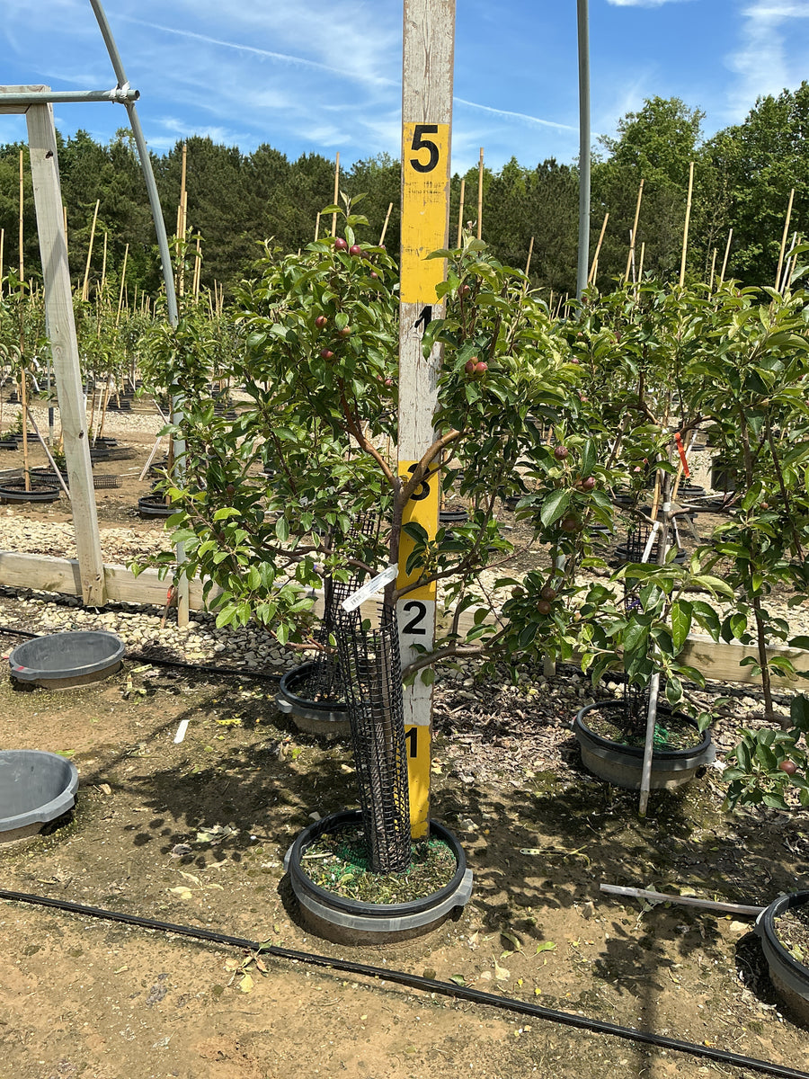 Malus FRUIT - DOMESTICA 3 Tier Espalier — G7 48