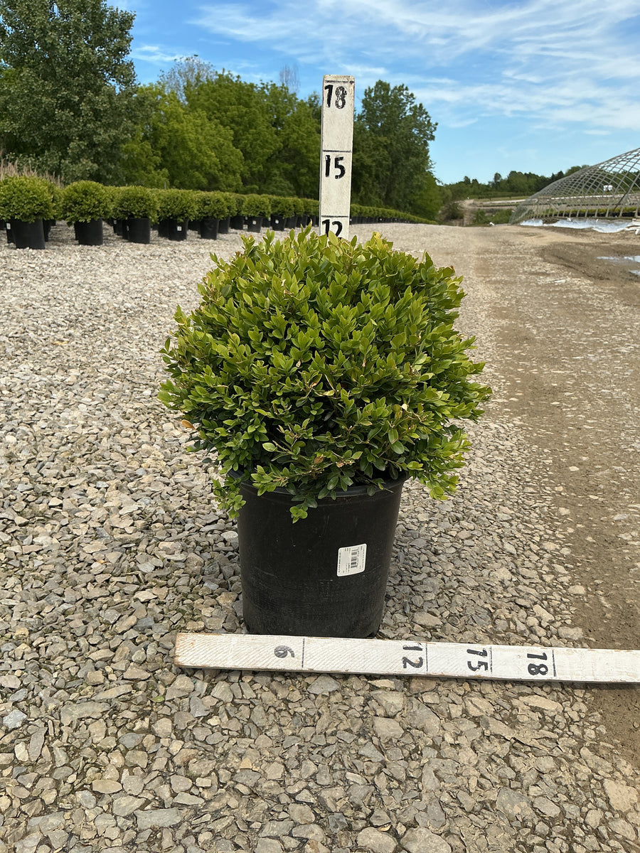 Buxus microphylla 'Green Velvet' — G2 12