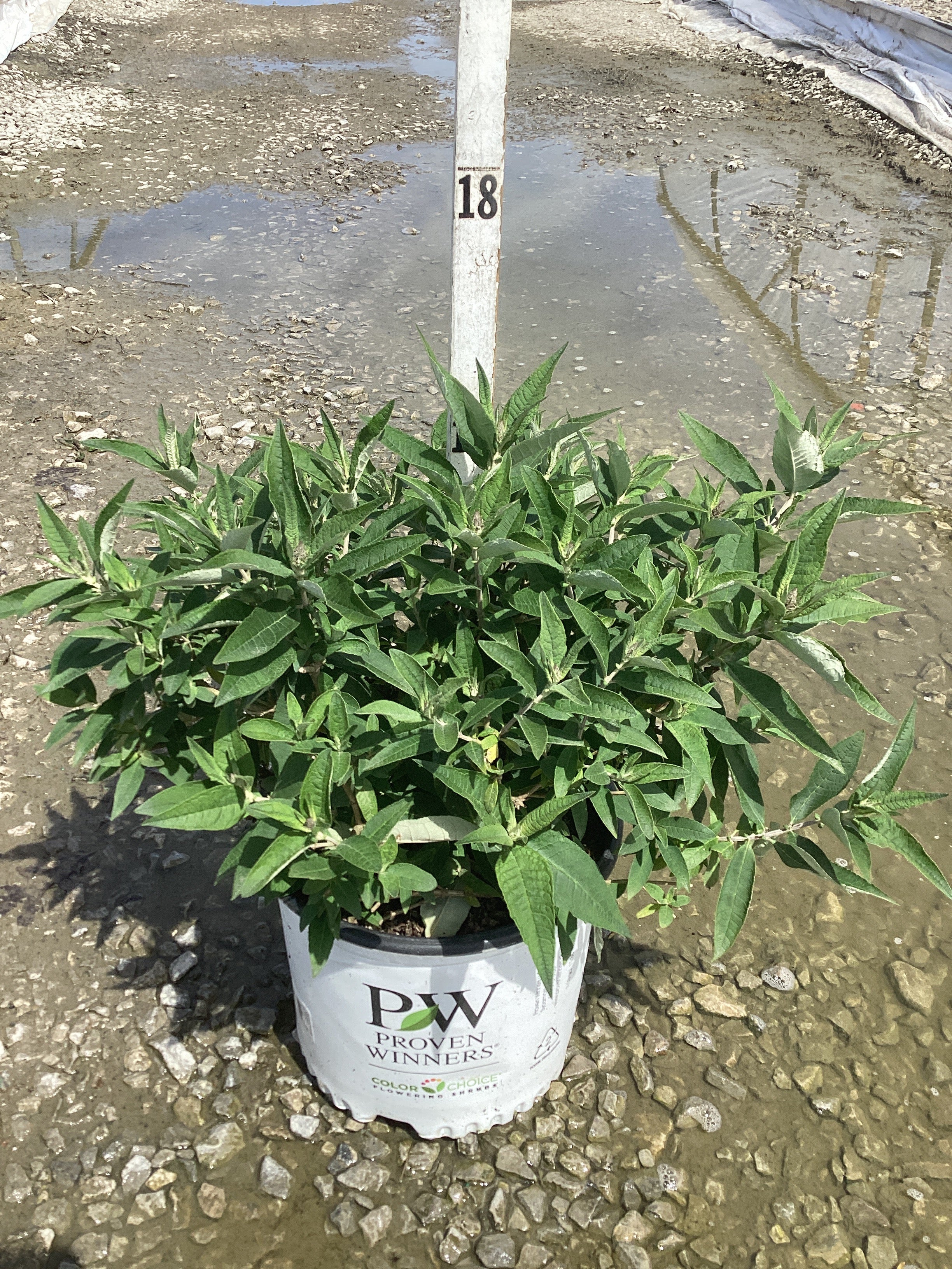 Buddleia 'Pugster Periwinkle'