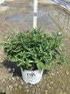 Buddleia 'Pugster Periwinkle'