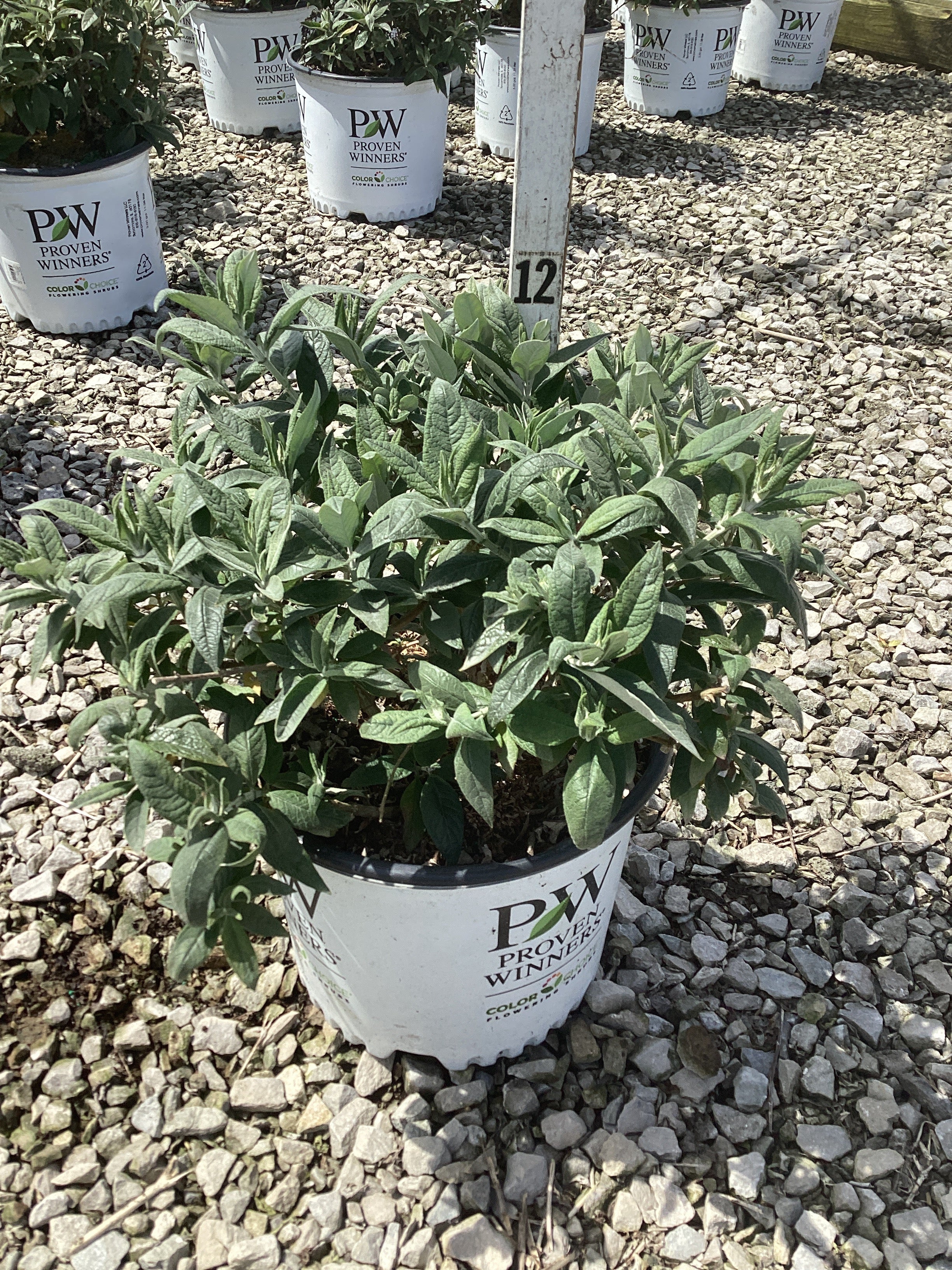Buddleia 'Pugster White'