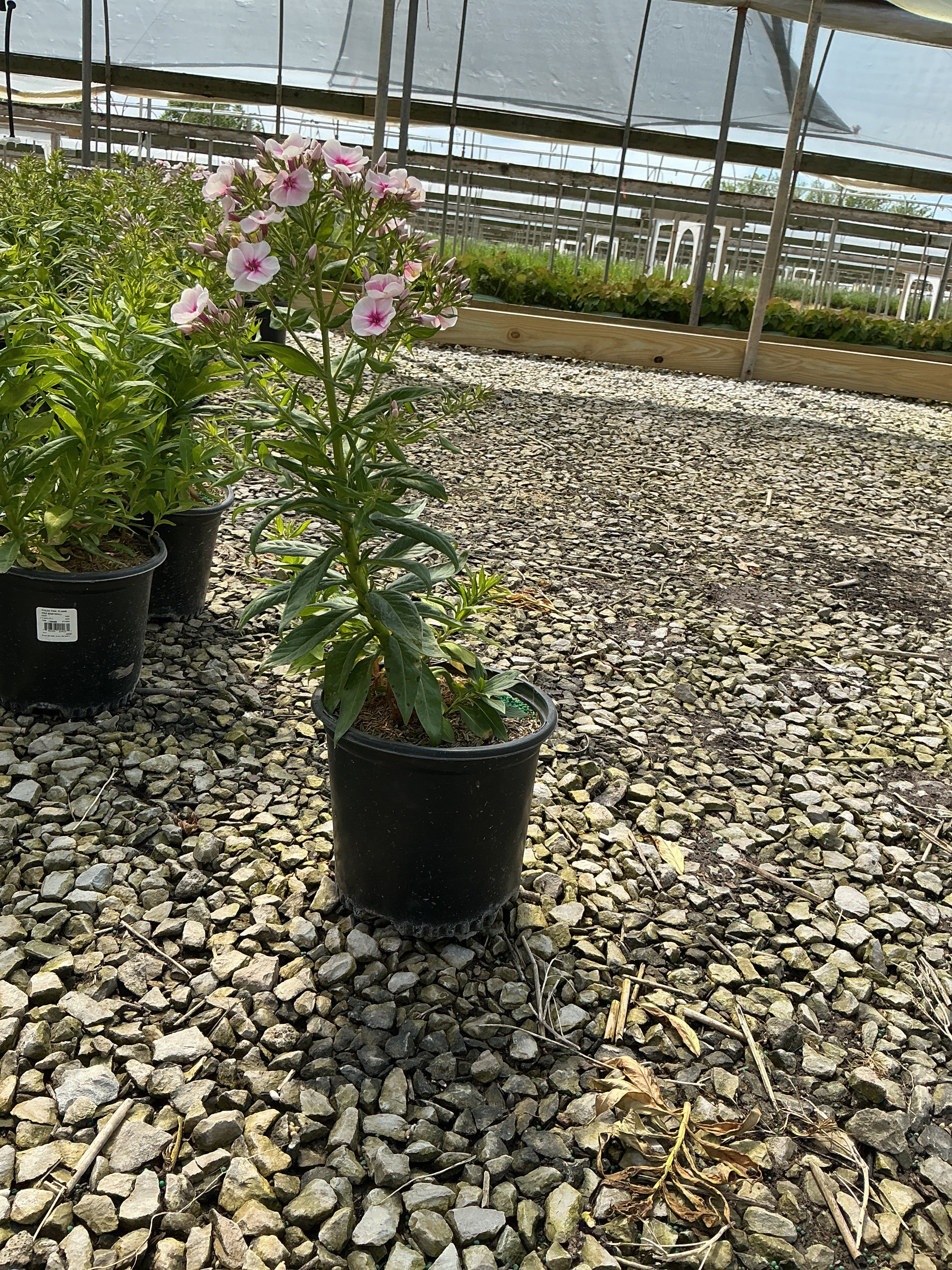 Phlox paniculata 'Flame Pro Babydoll'