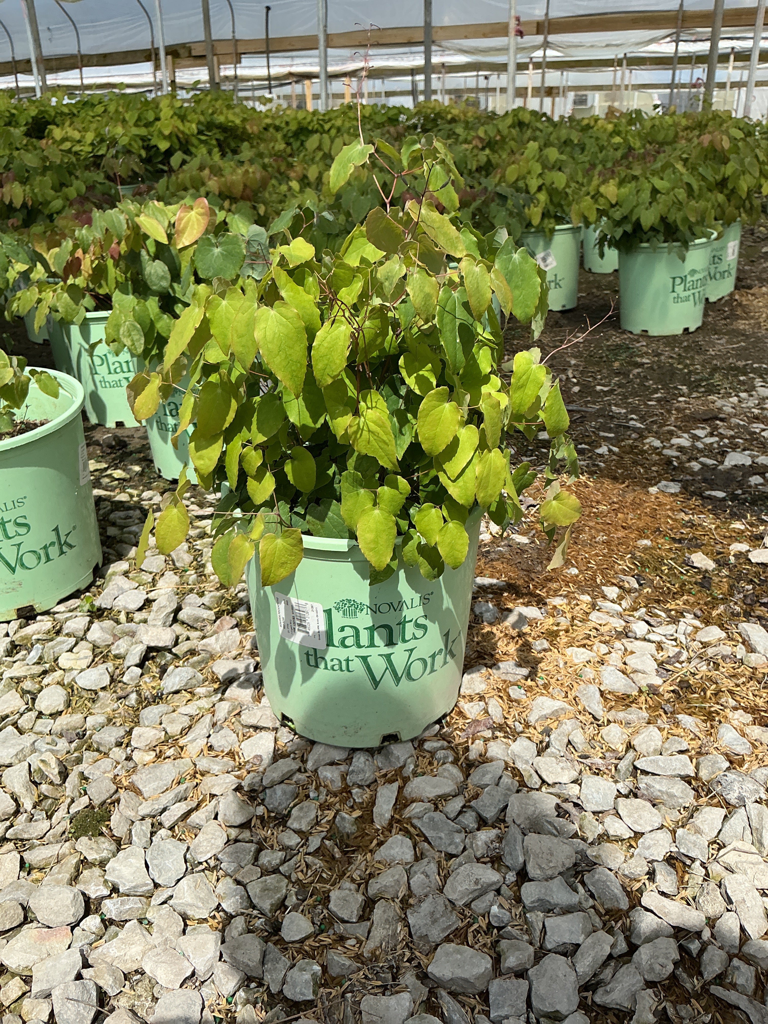 Epimedium grandiflorum 'Lilafee'