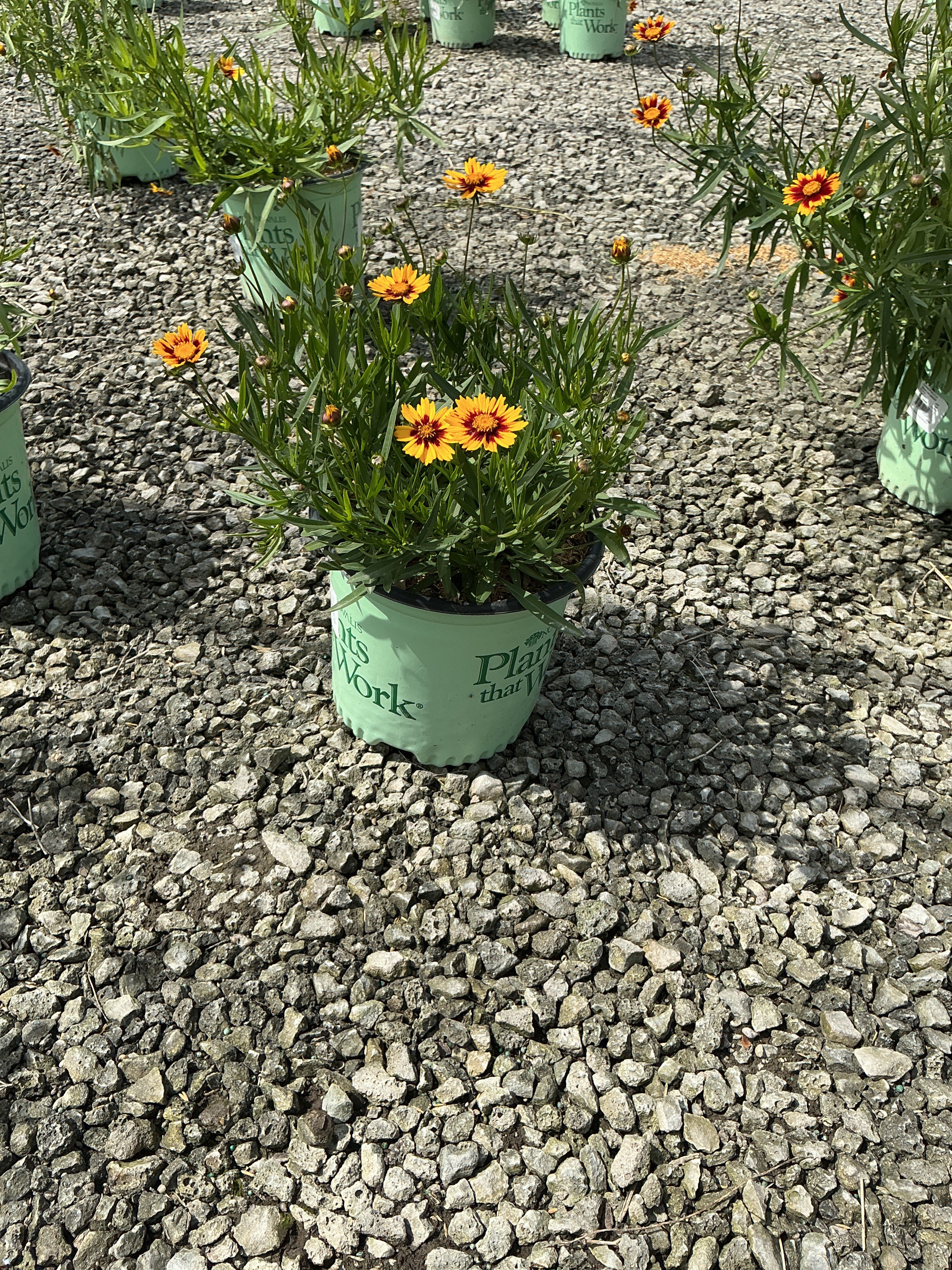 Coreopsis x 'Lil Bang Daybreak'