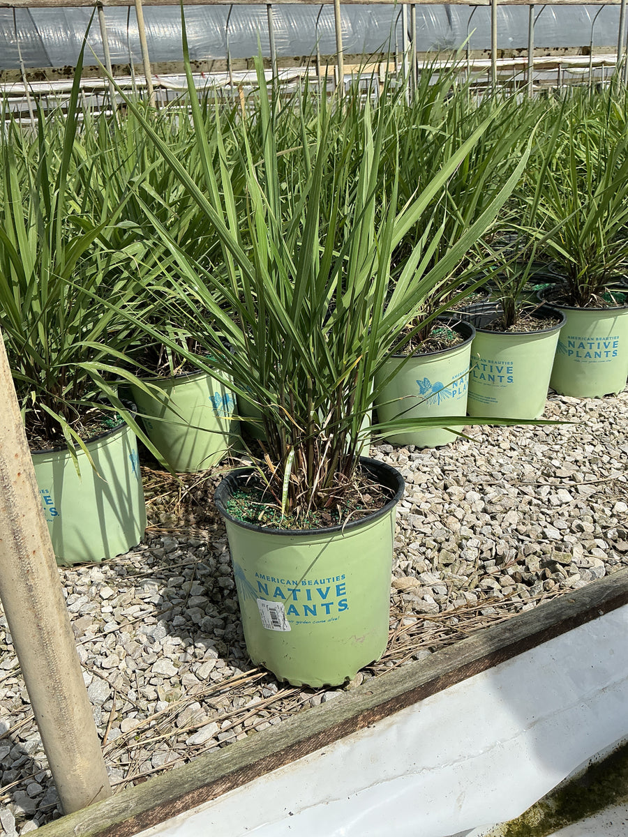 Sorghastrum 'Sorg. N. Golden Sunset' — G2 AB