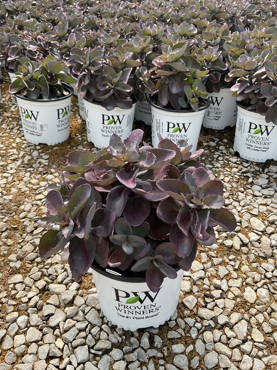 Sedum back 'In Black' — G1 PW