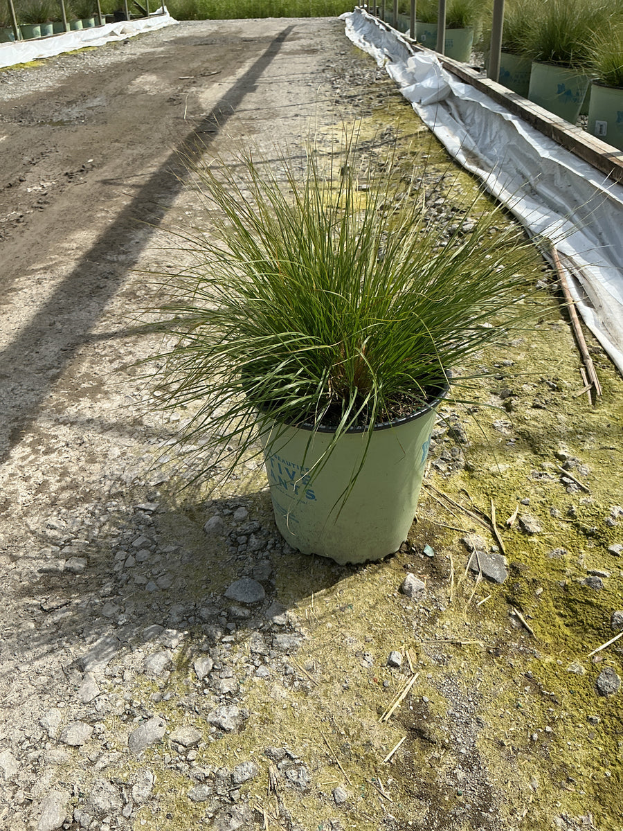 Sporobolus heterolepis 'Spor. Heterolepis' — G2 AB