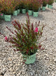Gaura lindheimeri 'KLEAU04263' PPAF Belleza® Dark Pink¶¶