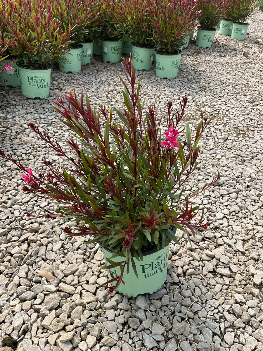Gaura lindheimeri 'KLEAU04263' PPAF Belleza® Dark Pink¶¶ — 19CM PTW