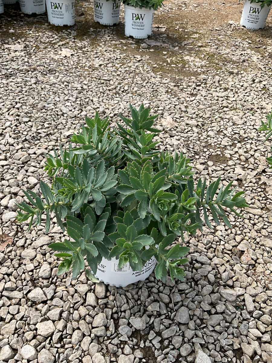Sedum pure 'Joy' — G1 PW