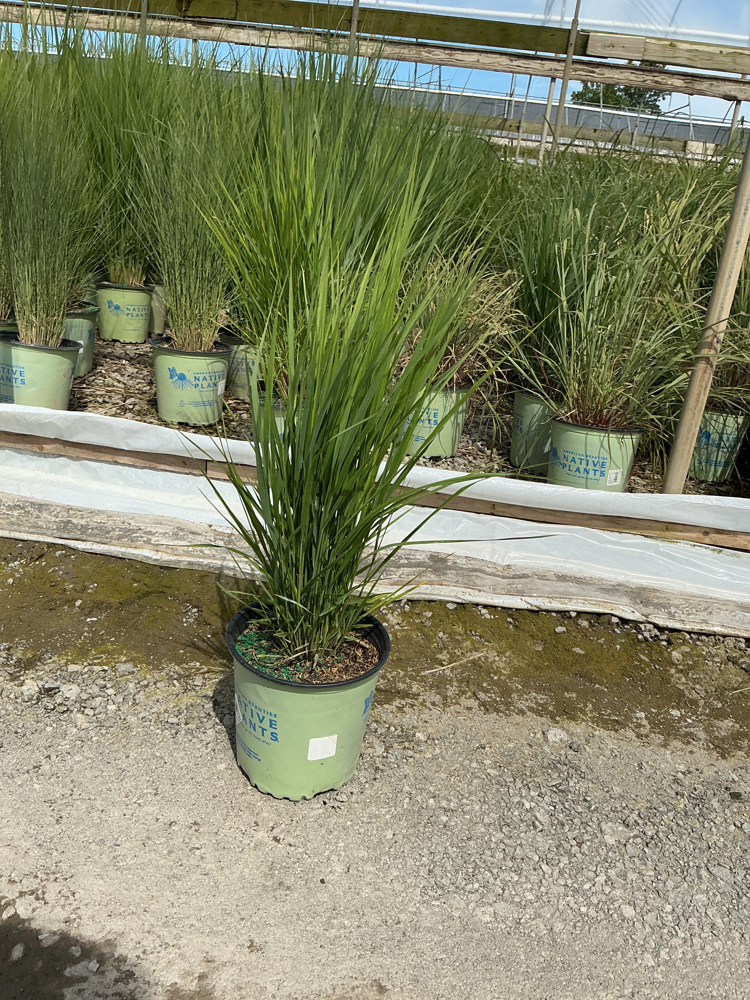 Panicum virgatum 'Northwind'