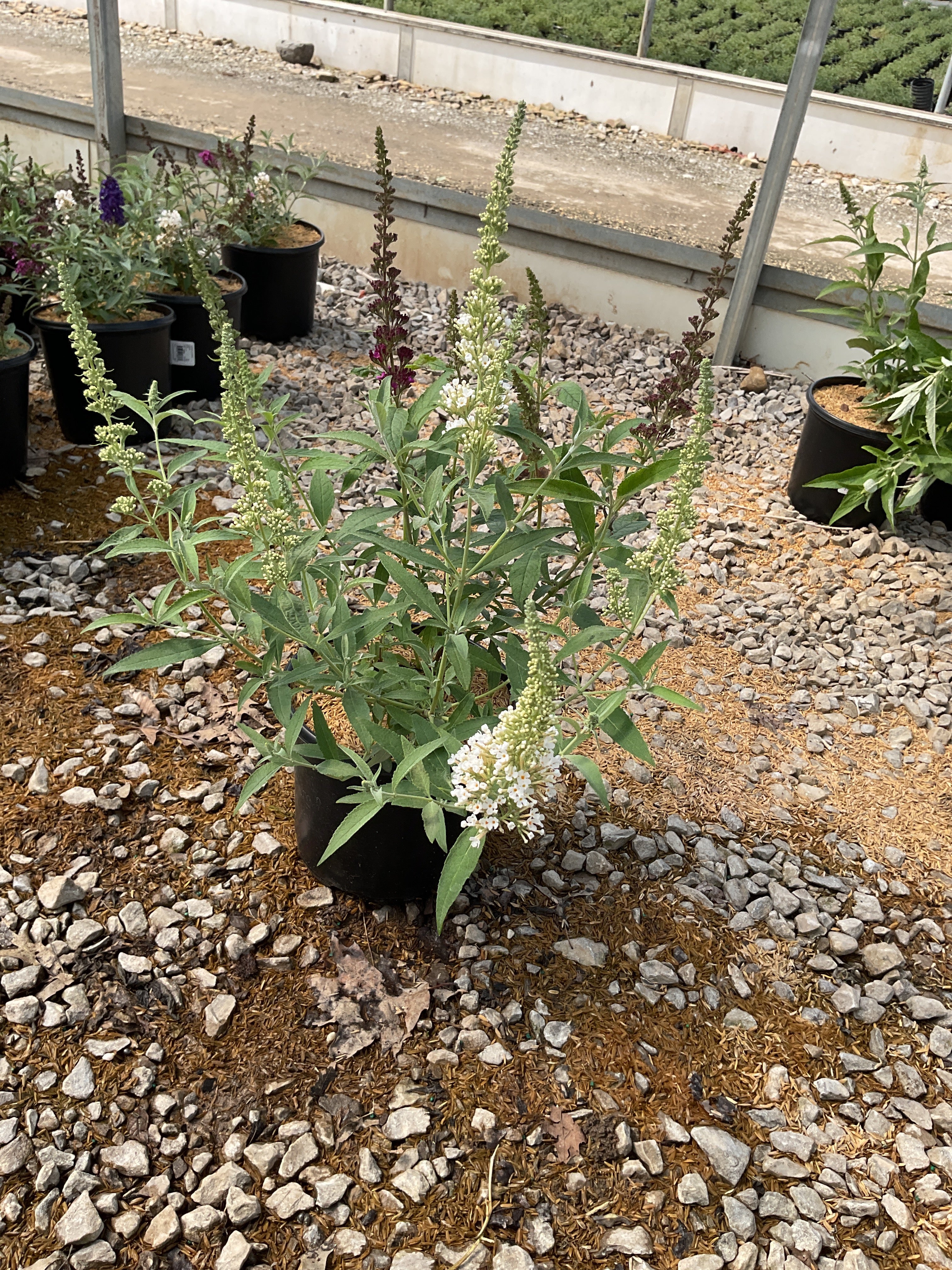 Buddleia davidii BUZZ series ‘Sky Blue’, ‘Hot Raspberry’, “ivory’