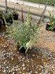 Buddleia davidii BUZZ series ‘Sky Blue’, ‘Hot Raspberry’, “ivory’
