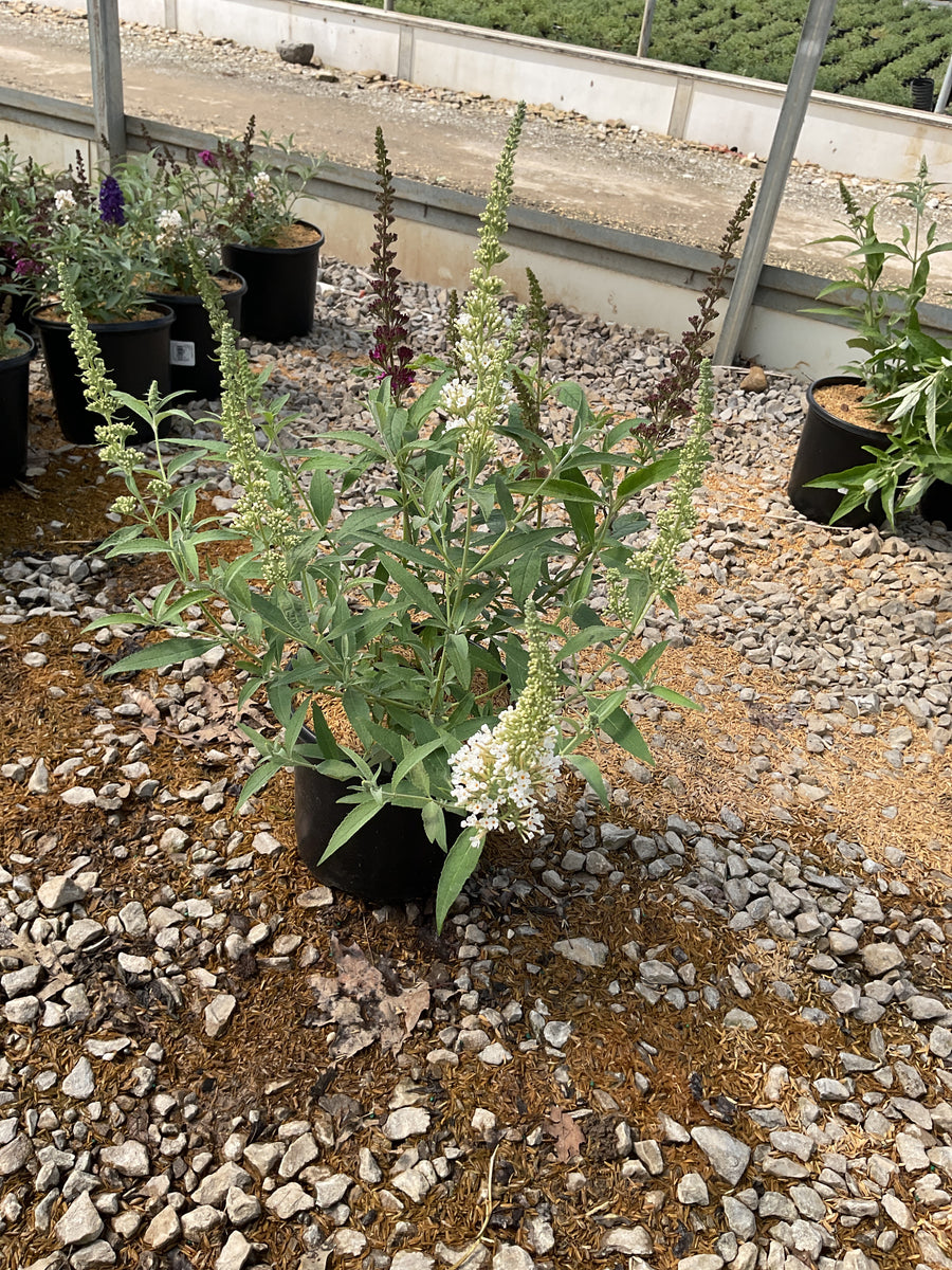 Buddleia davidii BUZZ series ‘Sky Blue’, ‘Hot Raspberry’, “ivory’ — G1