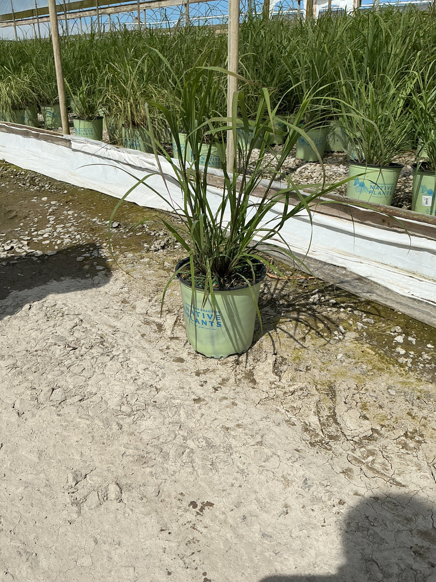 Andropogon gerardii 'And. G Big Bluestem' — G2 AB