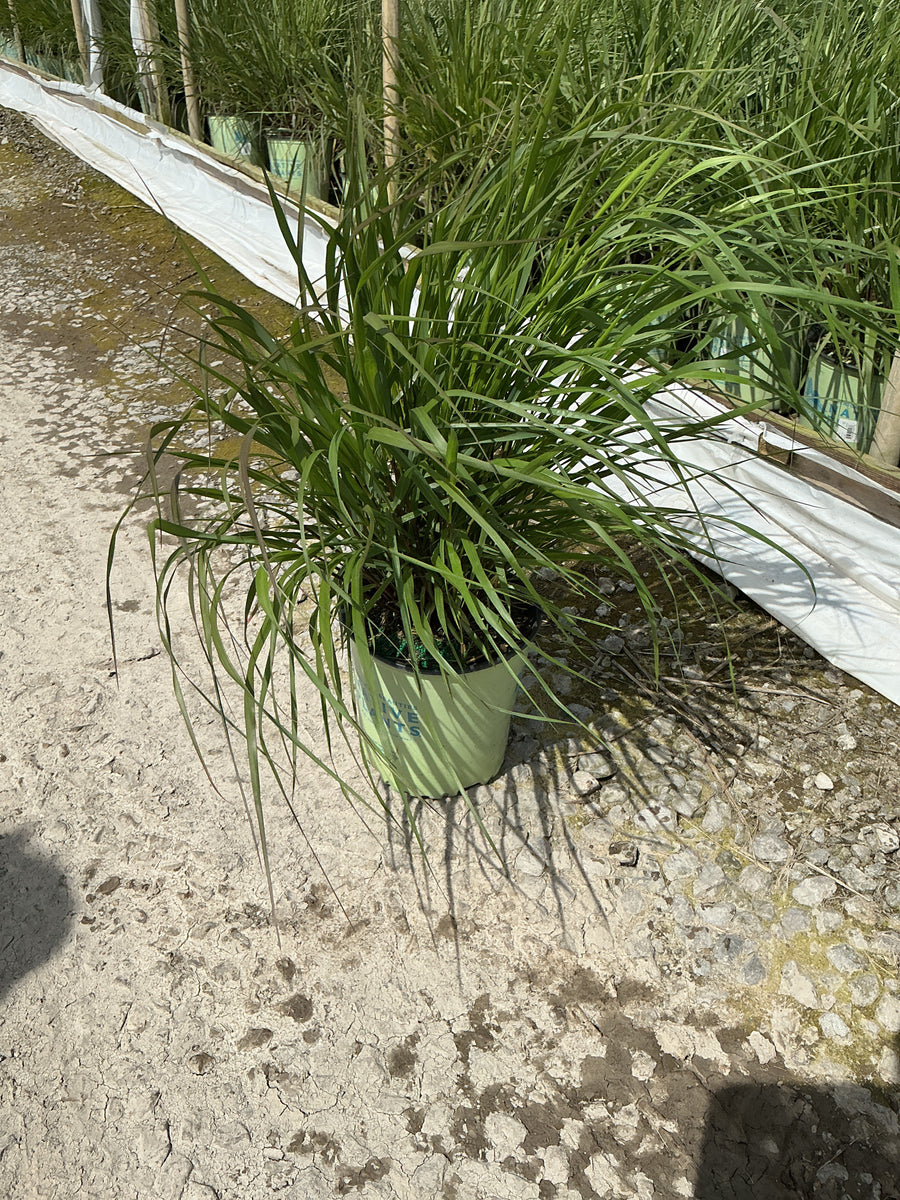 Panicum 'Pa Cape Breeze' — G2 AB