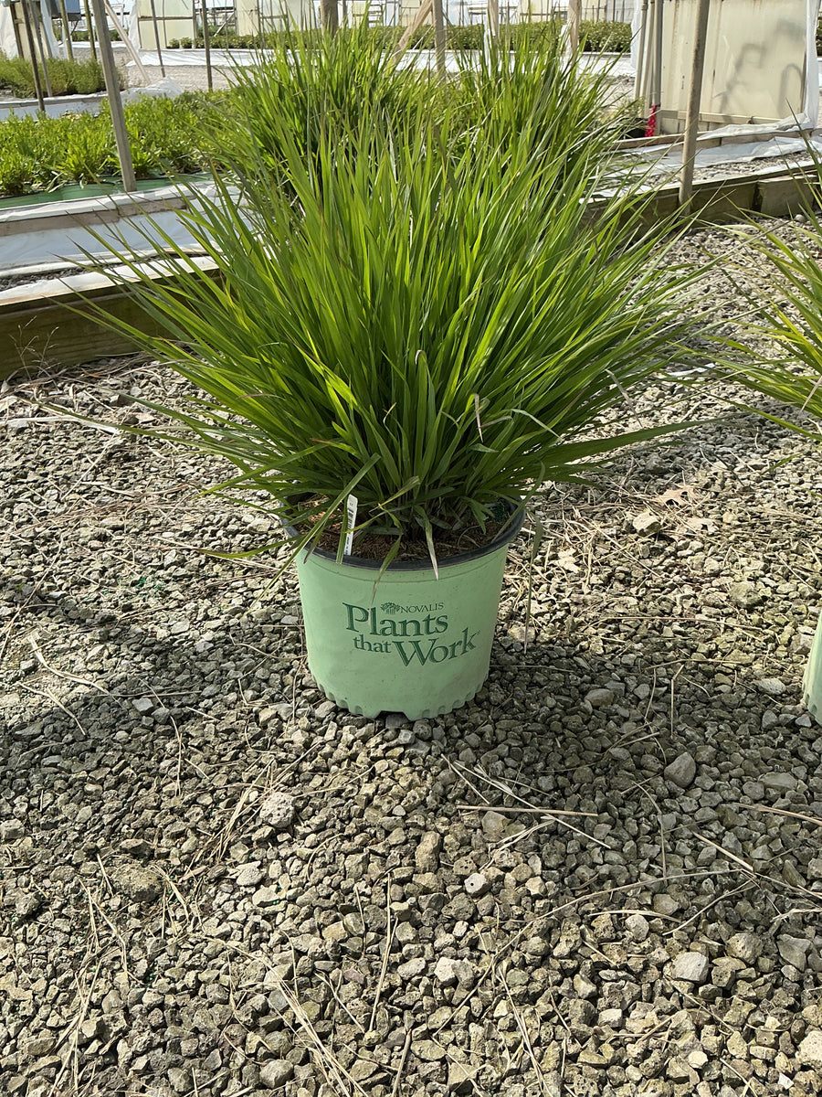 Panicum virgatum ‘Dream Catcher Smoky Rose’ — G3 PTW