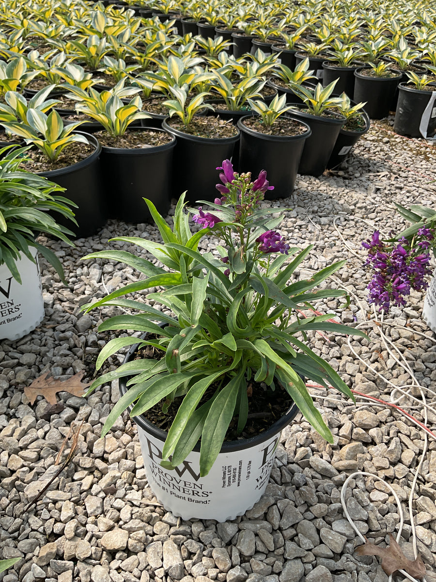 Penstemon barbatus 'Dark Amethyst' — G1 PW